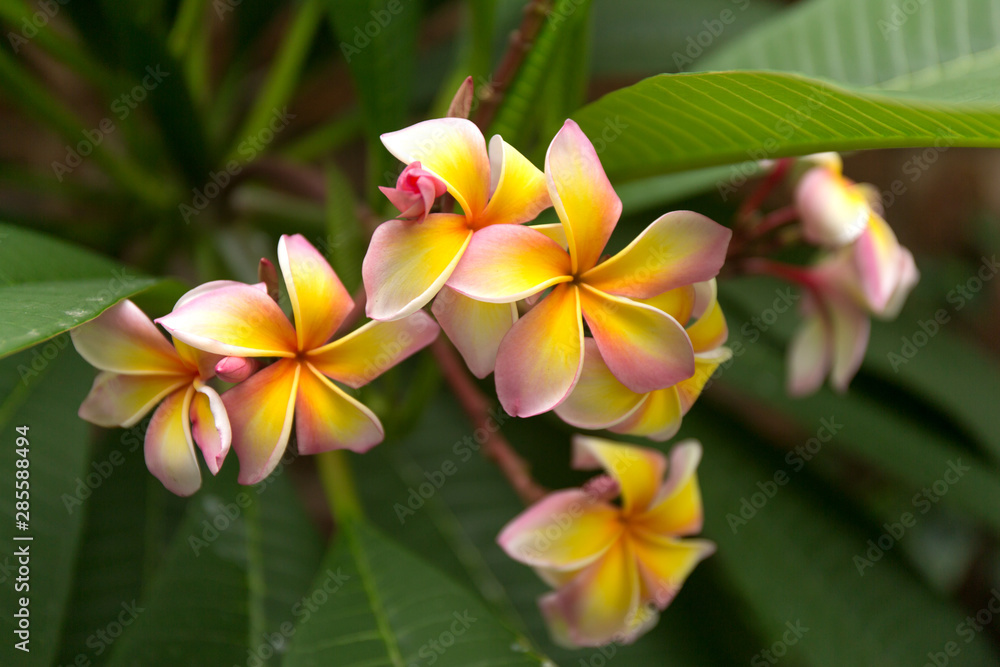 Tropical pink and yellow frangipani flowers on green leaves background. Close up plumeria tree. Tropical pink and yellow frangipani flowers on green leaves background. Close up plumeria tree.