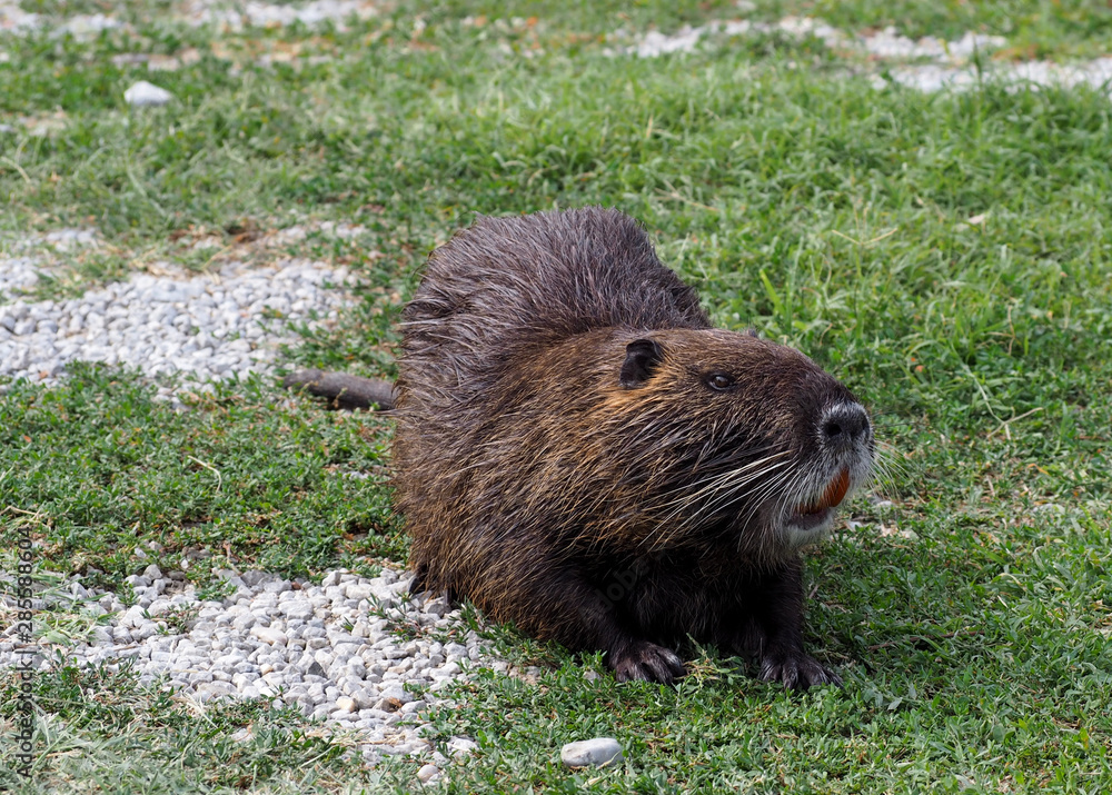 Large coypu or nutria, an herbivorous semiaquatic rodent, on a field of northern Italy. Large coypu or nutria, an herbivorous semiaquatic rodent, on a field of northern Italy.