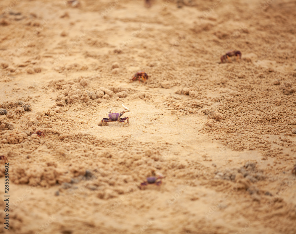 les crabes d'un jour 