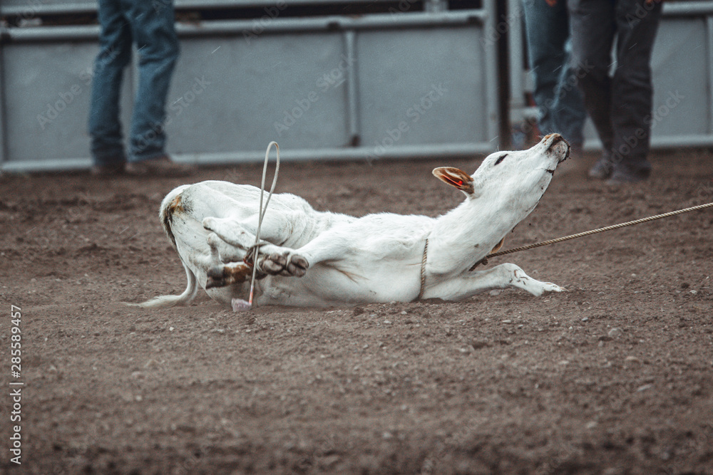 Animal cruelty during western rodeo sweet little white calf tied up