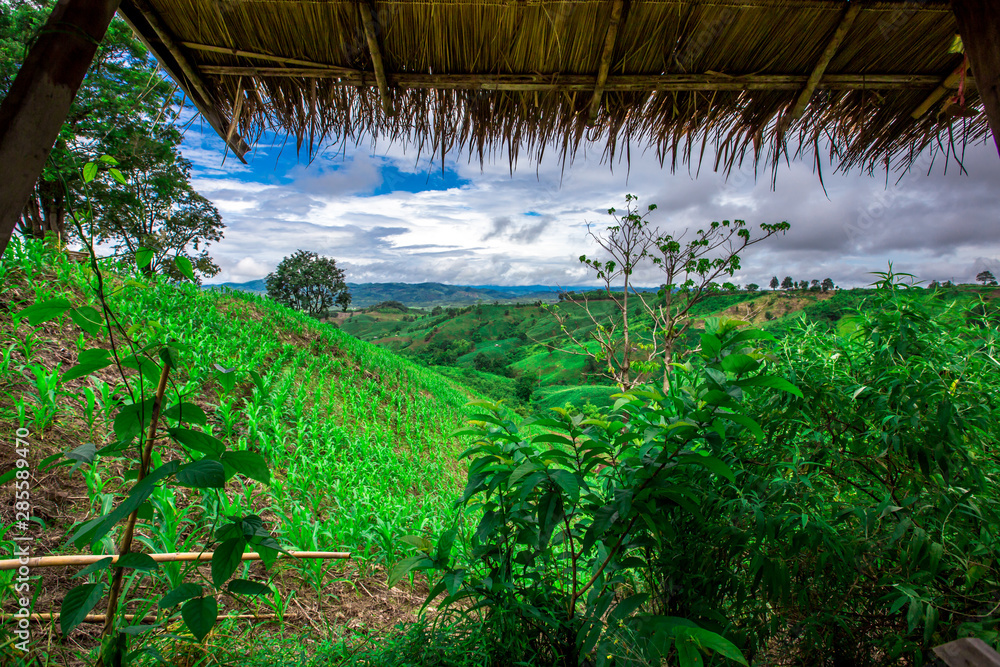 The natural background of the green grass mountain, which can be seen from the roadside accommodation on the road, the beauty of nature found in the tourist attractions. The natural background of the green grass mountain, which can be seen from the roadside accommodation on the road, the beauty of nature found in the tourist attractions.