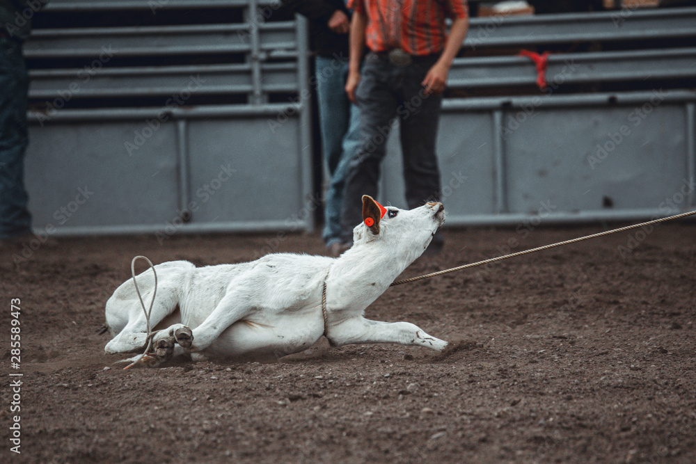 Calf Roping Cruelty