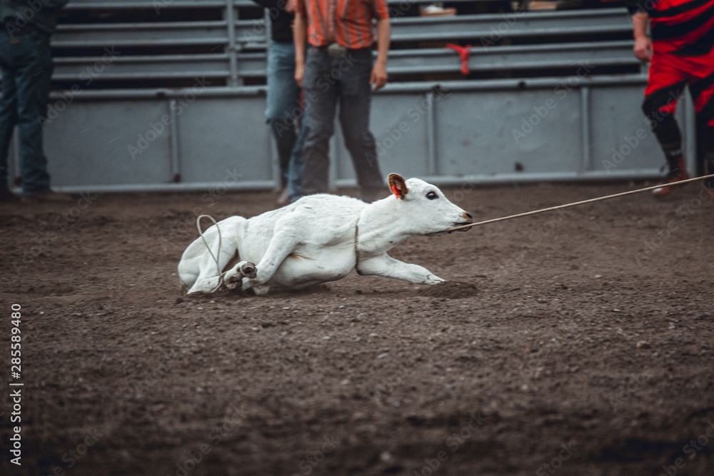 Animal cruelty during western rodeo sweet little white calf tied up