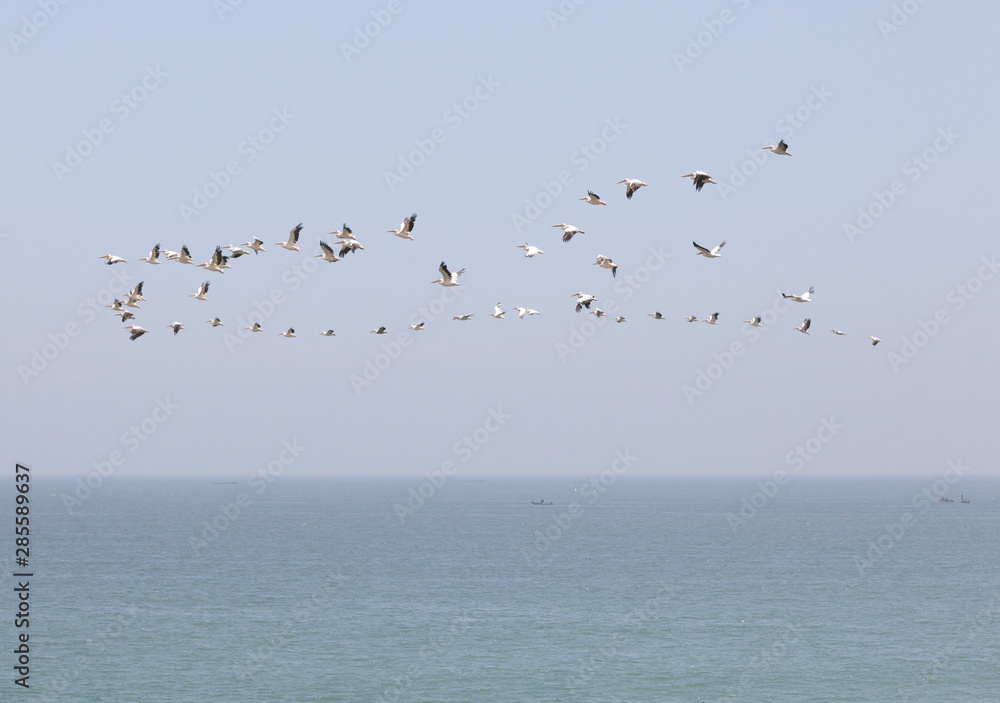 les oiseaux et la forme en poisson 