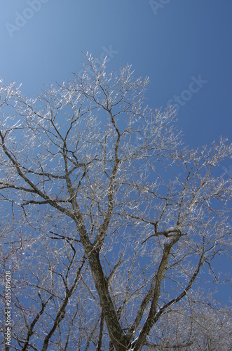 Wallpaper Mural 삼양목장. 나무. 대관령. 서리. 잔성. 설경. 겨울. 풍경. Torontodigital.ca