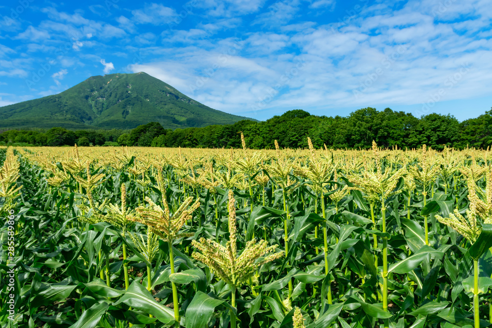 【青森県弘前市岩木山麓】とうもろこしの花が満開 【青森県弘前市岩木山麓】とうもろこしの花が満開