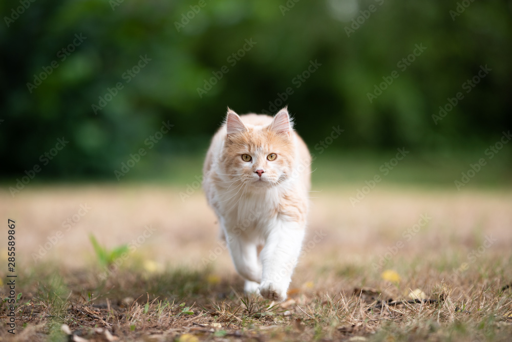 front view of a young cream tabby ginger white maine coon cat walking towards camera on dried up grass outdoors in nature looking ahead on a hot summer day