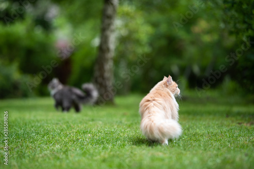 two young maine coon cats on the move outdoors in the back yard on grass observing the area looking in different directions