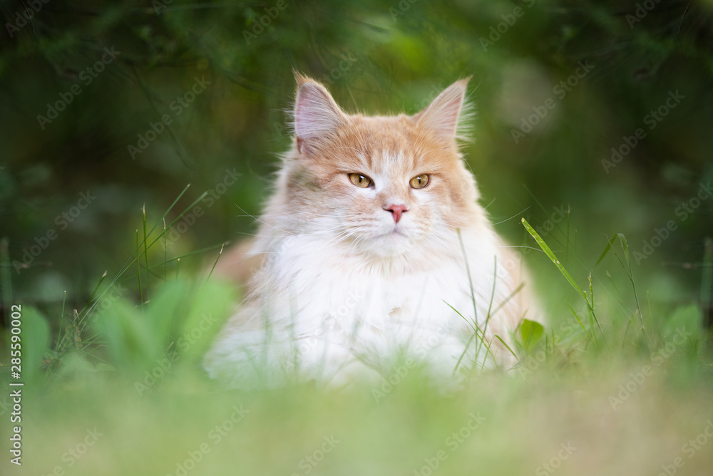 portrait of a young cream tabby ginger white maine coon cat resting outdoors on grass in nature observing the area portrait of a young cream tabby ginger white maine coon cat resting outdoors on grass in nature observing the area