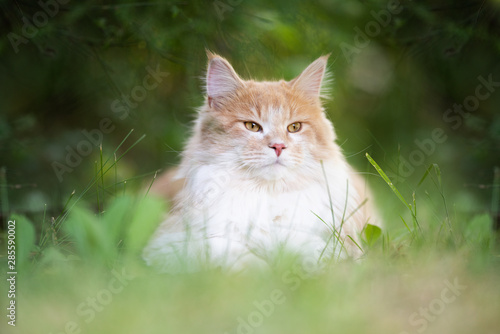 portrait of a young cream tabby ginger white maine coon cat resting outdoors on grass in nature observing the area