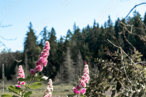 Pink Flowers in Forest