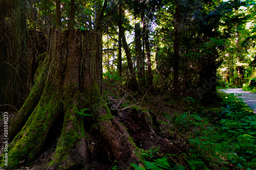 Treestump in Forest © Troy