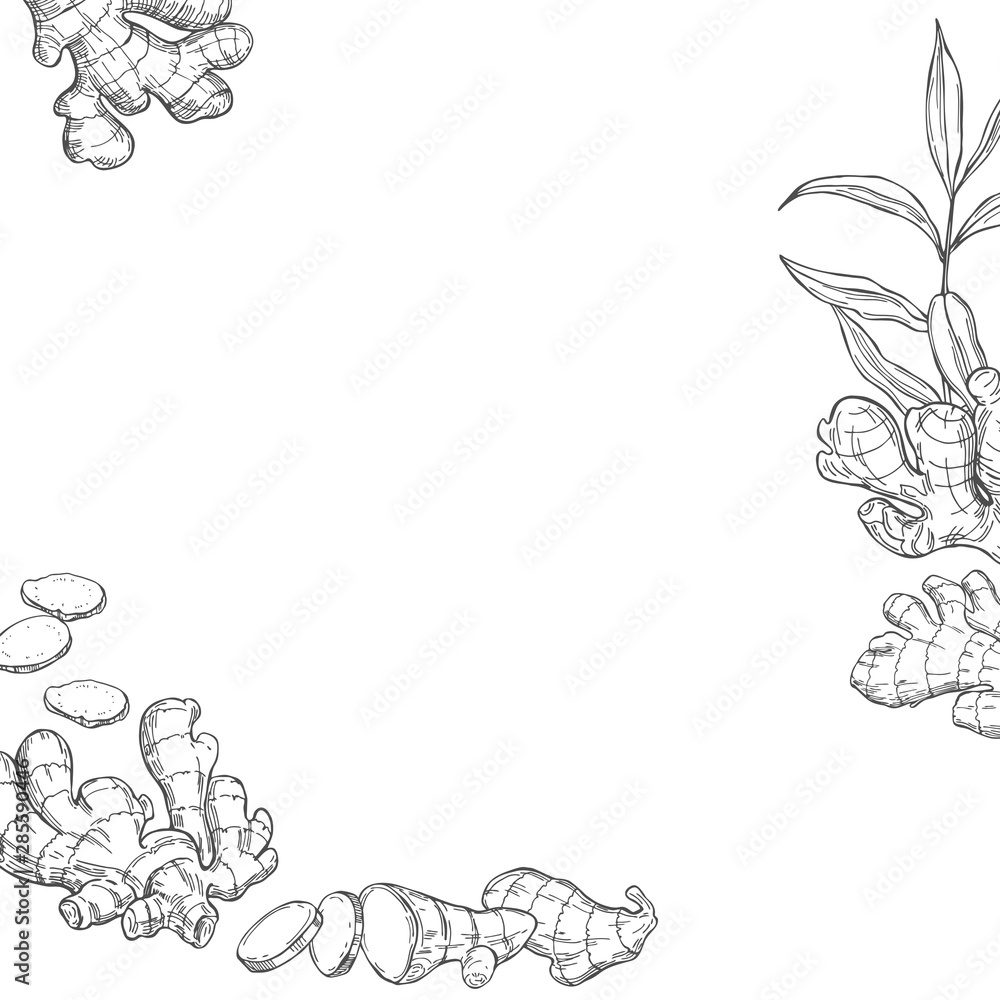 Vector background with hand drawn ginger, root, leaves. Sketch illustration. Vector background with hand drawn ginger, root, leaves. Sketch illustration.
