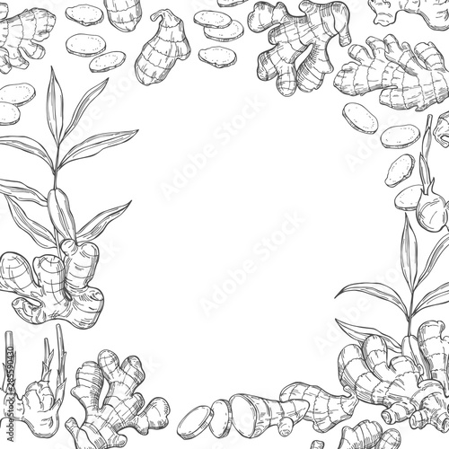 Vector background with hand drawn ginger, root, leaves. Sketch illustration.