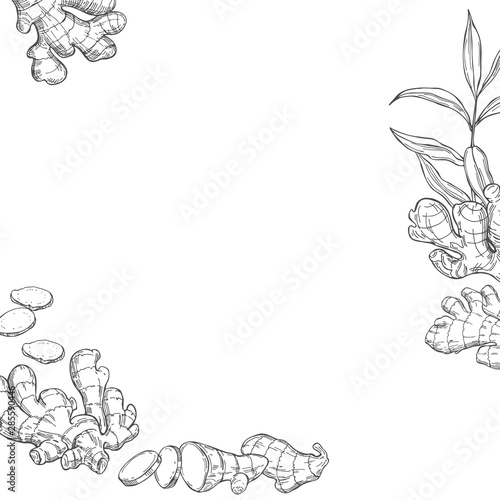 Vector background with hand drawn ginger  root  leaves. Sketch illustration.