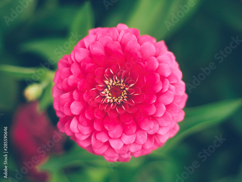 Close up of pink flower with pink petals and green leaves background selective focus