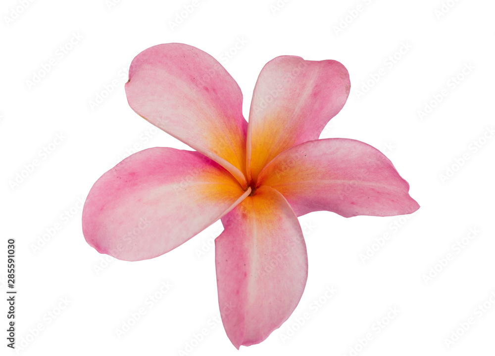 Pink Plumeria flower isolated on white background. with clipping path. Pink Plumeria flower isolated on white background. with clipping path.