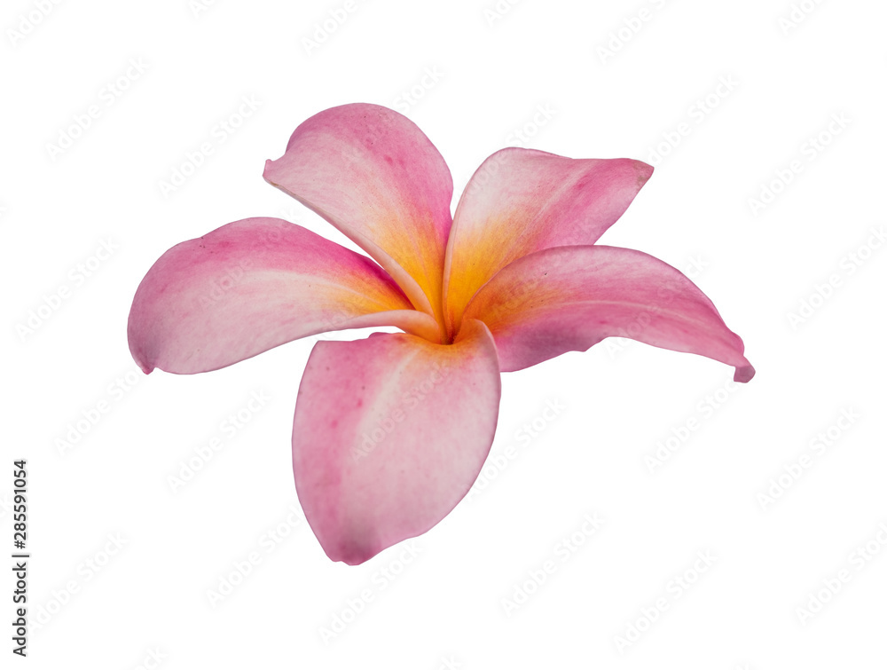 Pink Plumeria flower isolated on white background. with clipping path.