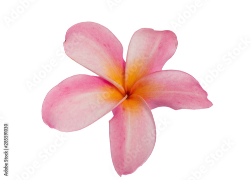 Pink Plumeria flower isolated on white background. with clipping path.