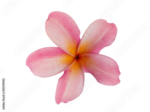 Pink Plumeria flower isolated on white background. with clipping path.