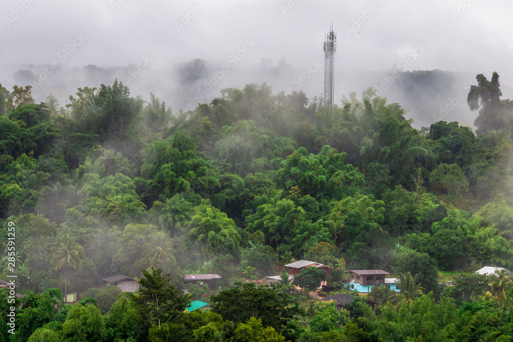 Close-up natural background view of leaves, trees amid blurred fog flowing during the rainy season, cool weather during travel Close-up natural background view of leaves, trees amid blurred fog flowing during the rainy season, cool weather during travel