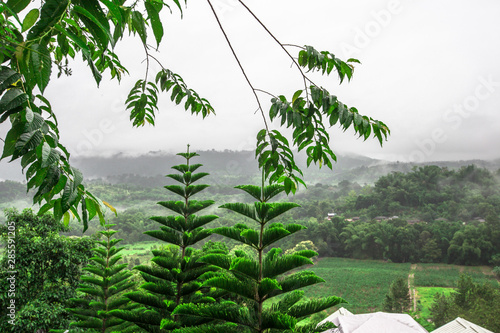Close-up natural background view of leaves, trees amid blurred fog flowing during the rainy season, cool weather during travel