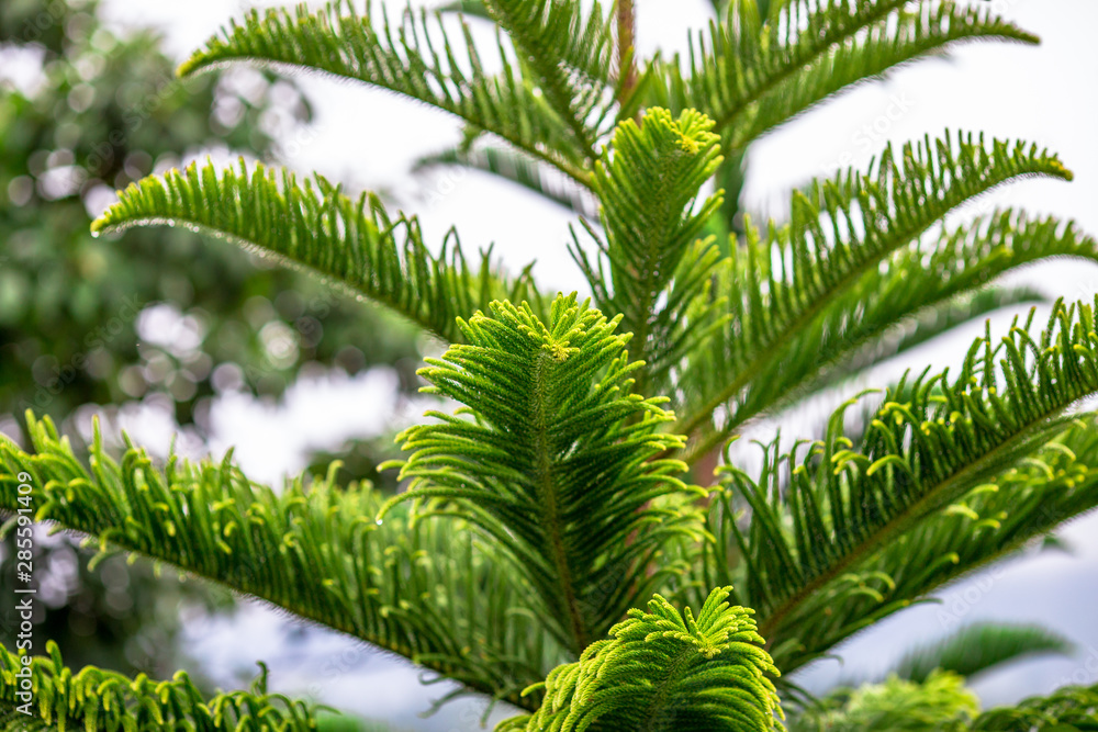 Close-up natural background view of leaves, trees amid blurred fog flowing during the rainy season, cool weather during travel Close-up natural background view of leaves, trees amid blurred fog flowing during the rainy season, cool weather during travel