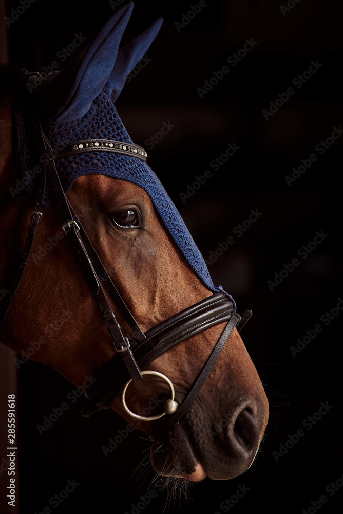 horse head portrait. beautiful horse in ear muffs horse head portrait. beautiful horse in ear muffs
