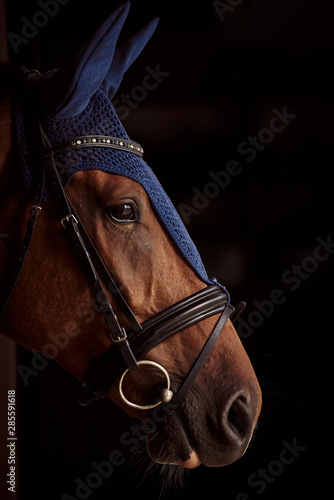 horse head portrait. beautiful horse in ear muffs