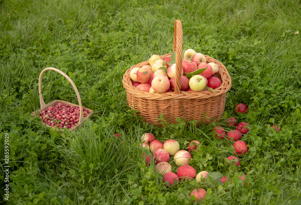 Baskets of apples and cranberries stand on the green grass. Baskets of apples and cranberries stand on the green grass.