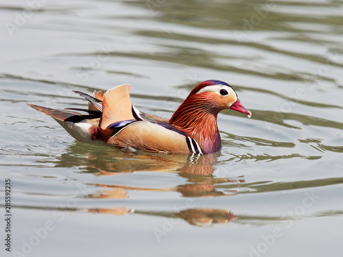 Beautiful male mandarin duck swimming in lake full of fish and looking for food.