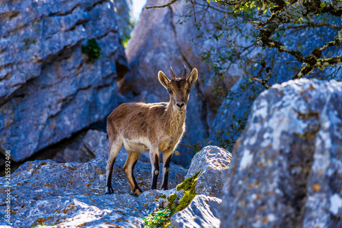 Spanish Ibex, Capra pyrenaica in Torcal de Antequera National Park, Spain