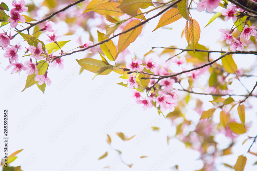 Beautiful cherry blossom or sakura in spring time over  sky