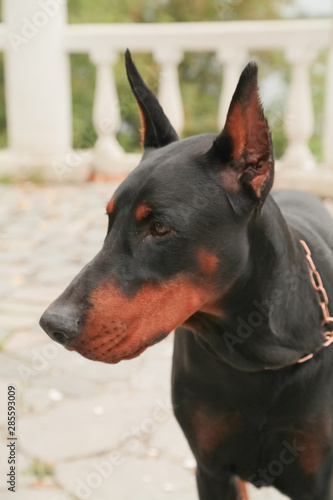 Doberman Pincher relaxing in the autumn park. Portrait of black dog.