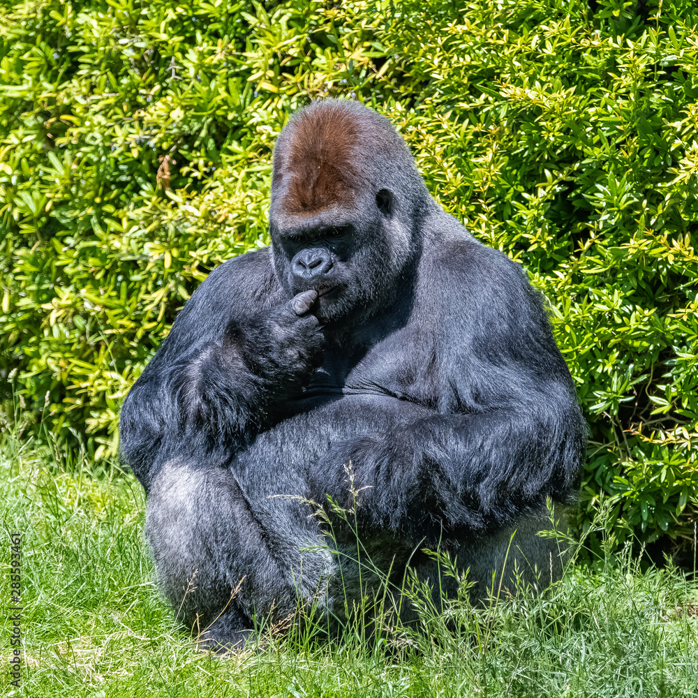 Gorilla, monkey, dominating male sitting in the grass, funny attitude Gorilla, monkey, dominating male sitting in the grass, funny attitude