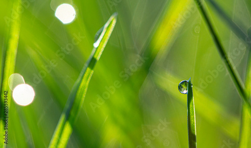 Green fresh grass in the drops of dew texture