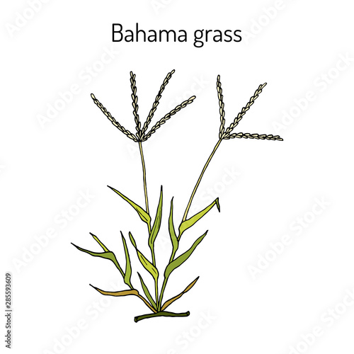 Bermuda or Bahama grass Cynodon dactylon , medicinal plant