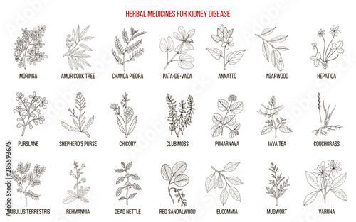 Best herbs for kidney disease