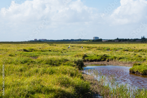 St  rche auf Salzwiese St. Peter-Ording