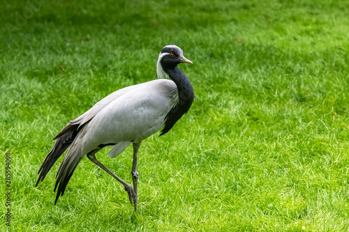 Demoiselle crane, beautiful bird standing on the grass