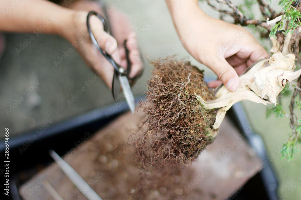 Top view Making bonsai trees, The process of scraping soil from the roots To prepare to change