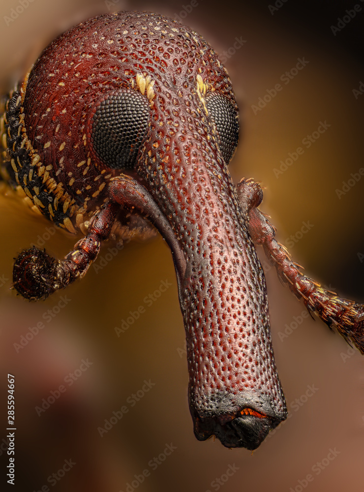 Obraz premium The Weevil