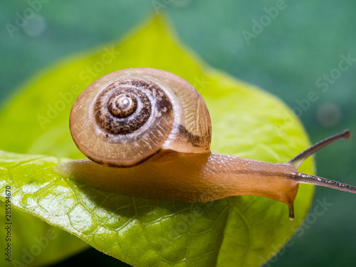 Snail on a green leaf photo