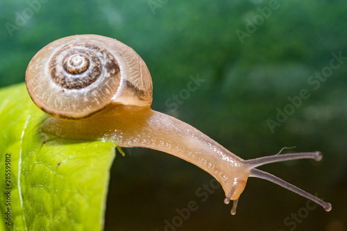 Snail on a green leaf photo