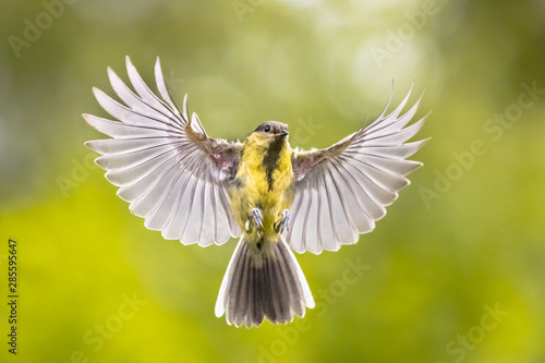 Bird in flight on green garden background © creativenature.nl