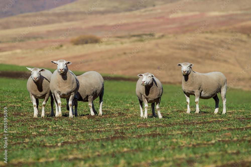 Fototapeta premium Dormer sheep on farm