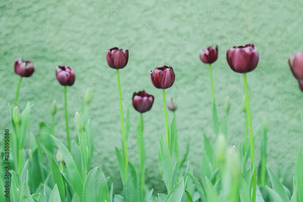 Fototapeta premium Tulip flowers in garden nature background