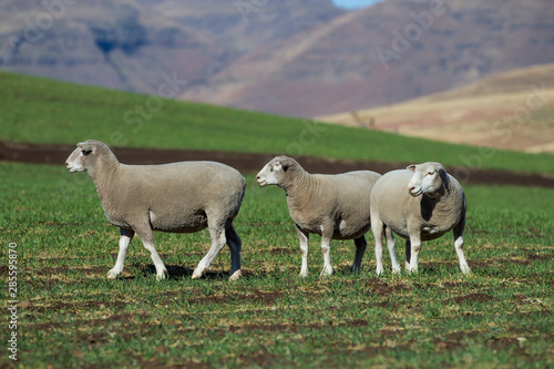 Fototapeta Naklejka Na Ścianę i Meble -  Dormer sheep on farm