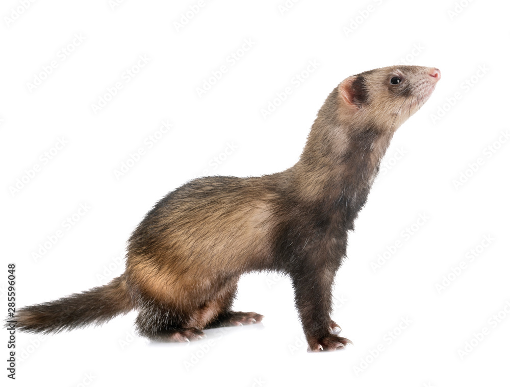 Fototapeta premium brown ferret in studio