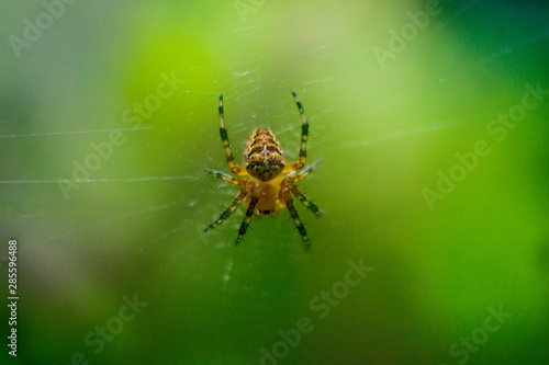 spider on the web, spider close-up, wallpaper with a spider on an abstract green background